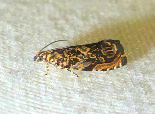 Enarmonia formosana